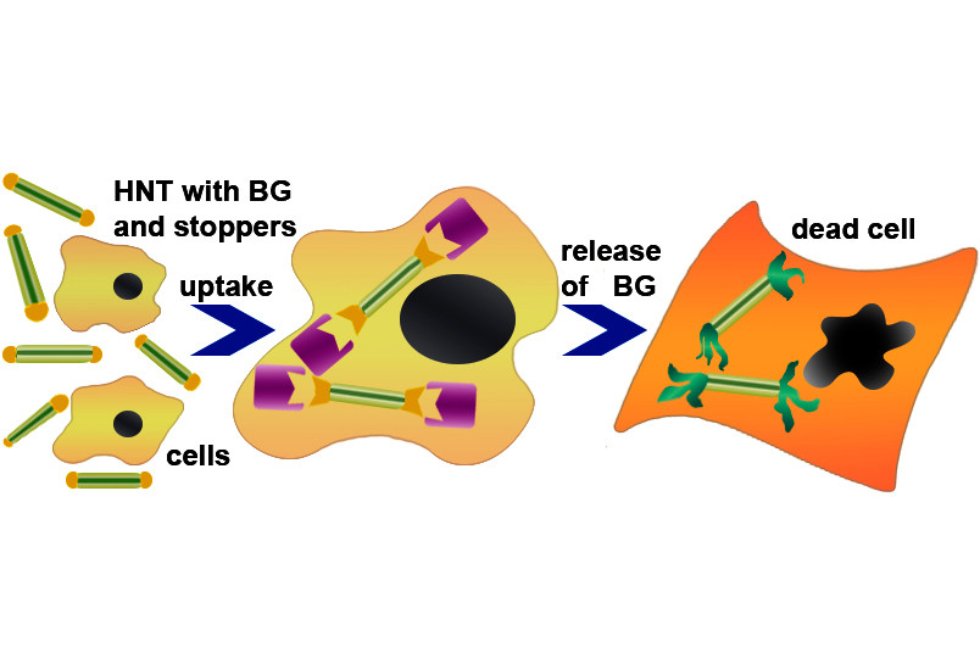 Images ,Rawil Fakhrullin, scientific images, articles