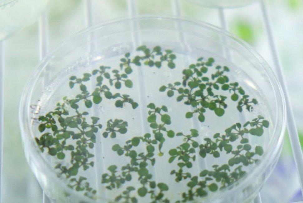 A New Way to Help Plants Utilize Hardly Digestible Organic Phosphorus A New Way to Help Plants Utilize Hardly Digestible Organic Phosphorus