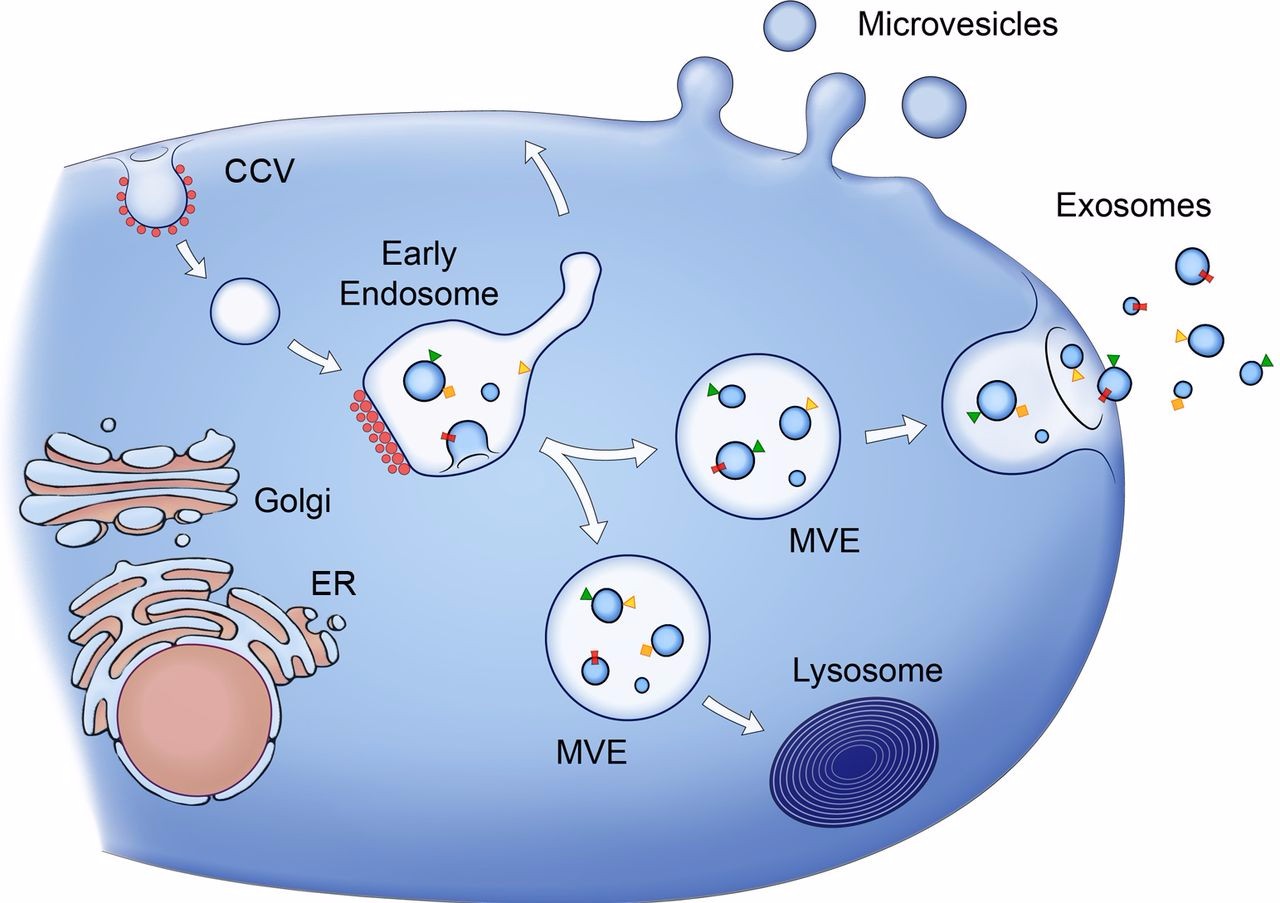 New Tool for Cell-Free Therapy Based on Artificial Membrane Vesicles ,IFMB, microvesicles, membrane vesicles, Oncotarget, Cytochalasin B, SAU Translational Medicine