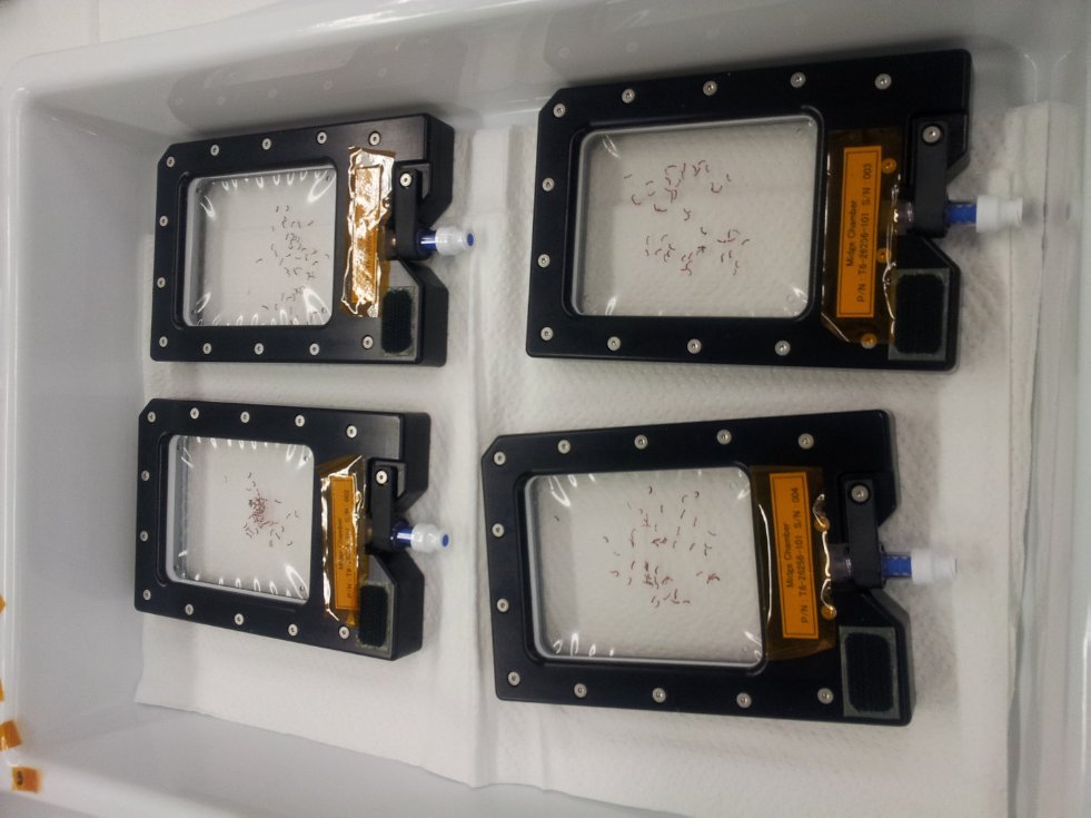 Получены первые результаты международного космического эксперимента Space Midge Получены первые результаты международного космического эксперимента Space Midge