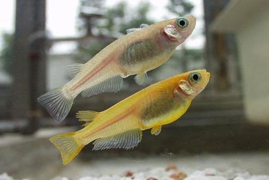 KFU researcher reported on fish transcriptomics at COSPAR