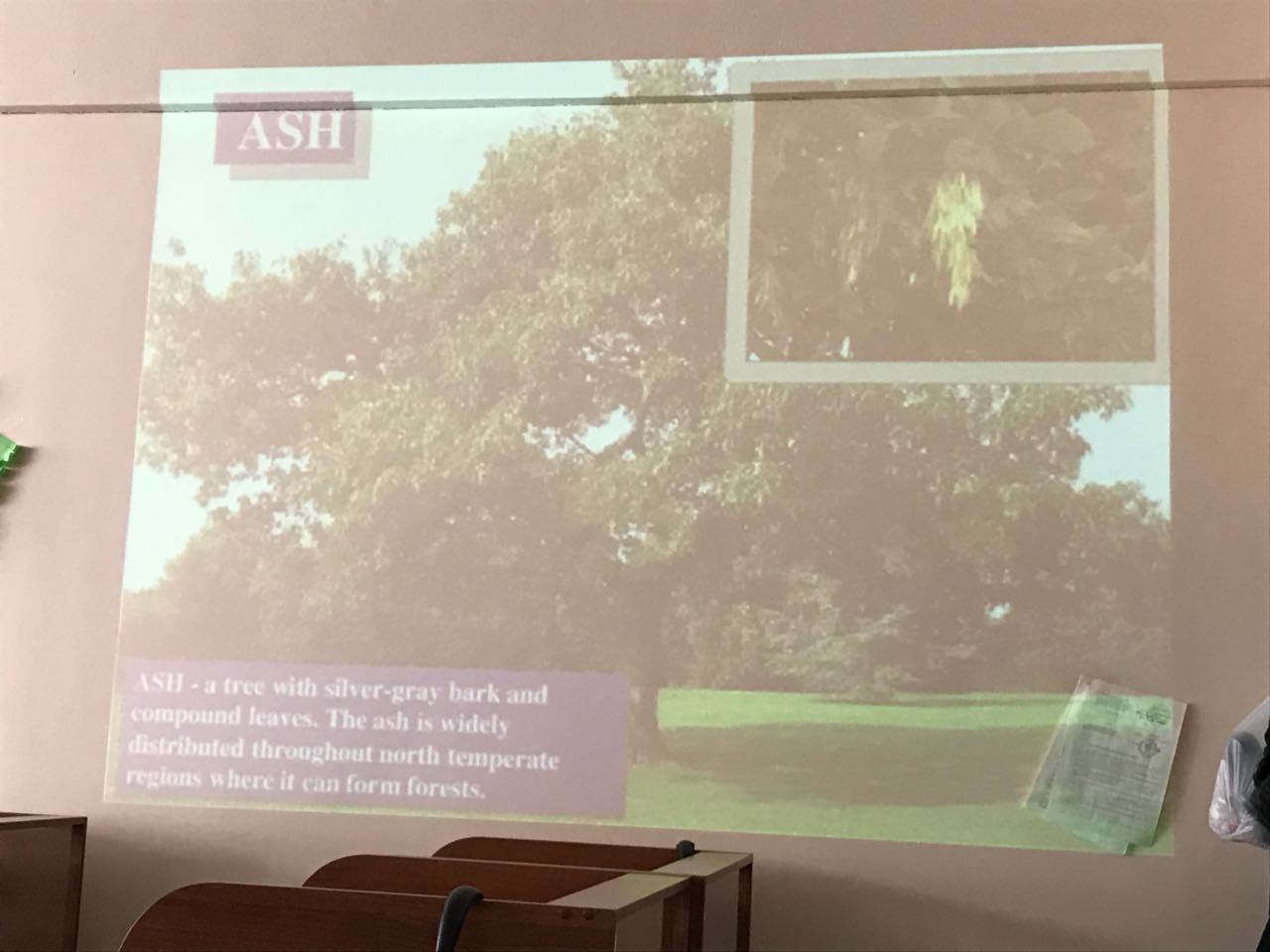 Forest Day в Институте физики Forest Day в Институте физики