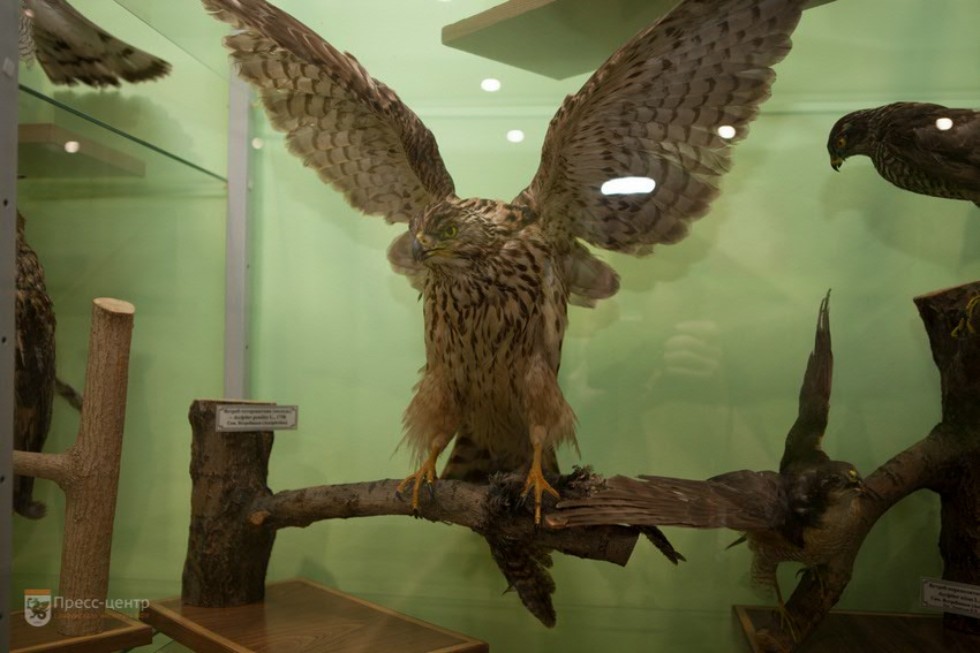 The museum complex of Elabuga institute of KFU was replenished with a zoological exposition ,Elabuga Institute