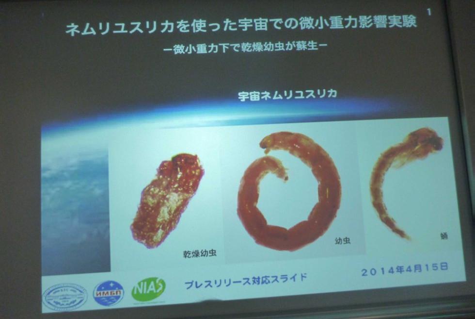 Получены первые результаты международного космического эксперимента Space Midge Получены первые результаты международного космического эксперимента Space Midge