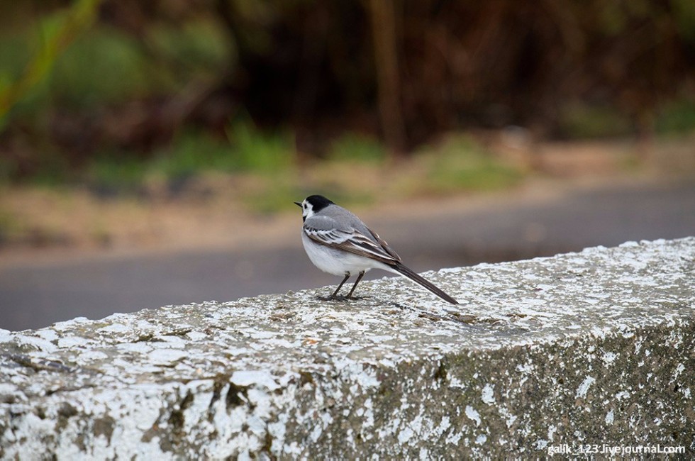 Ornithologists Talk about Changes Brought to Bird Population by Climate Change and Urban Habitats ,IFMB, Laridae, moorhen, great crested grebe, Eurasian coot, birds