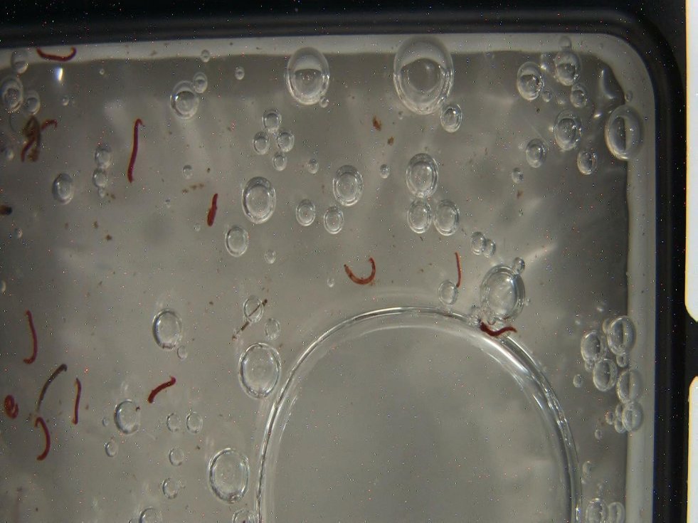 Получены первые результаты международного космического эксперимента Space Midge Получены первые результаты международного космического эксперимента Space Midge