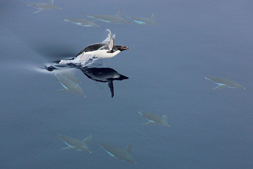 Полет пингвина над зеркалом воды Новый проект ученых КФУ в Антарктиде