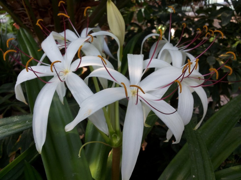 Collections ,Botanical Garden of Kazan Federal University, KFU Botanical Garden