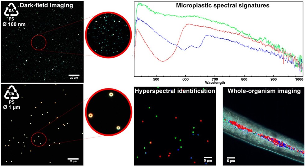 Dark-field hyperspectral microscopy for identification of microplastics and nanoplastics in living organisms ,IFMB, microscopy, pollution, plastics