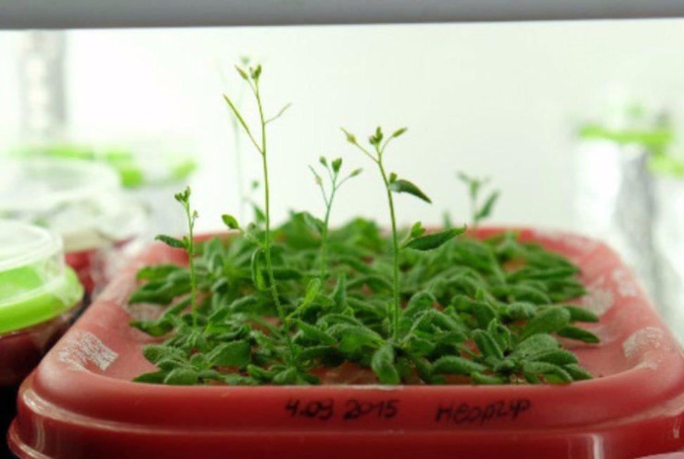 A New Way to Help Plants Utilize Hardly Digestible Organic Phosphorus A New Way to Help Plants Utilize Hardly Digestible Organic Phosphorus