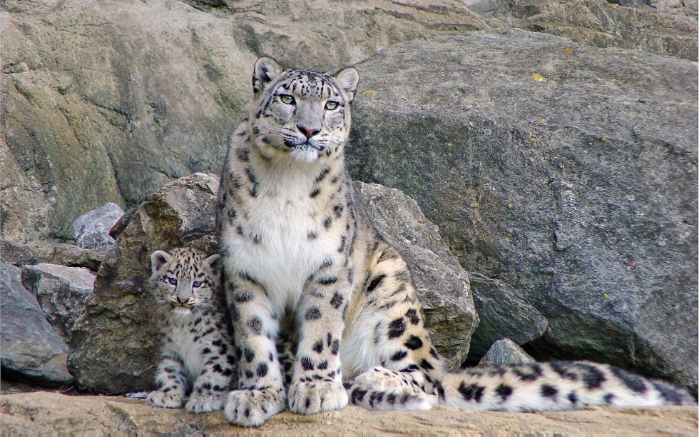Snow Leopard Center to be established at Kazan Federal University ,Snow Leopard Center, IFMB, IES