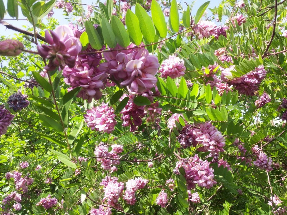 Collections ,Botanical Garden of Kazan Federal University, KFU Botanical Garden