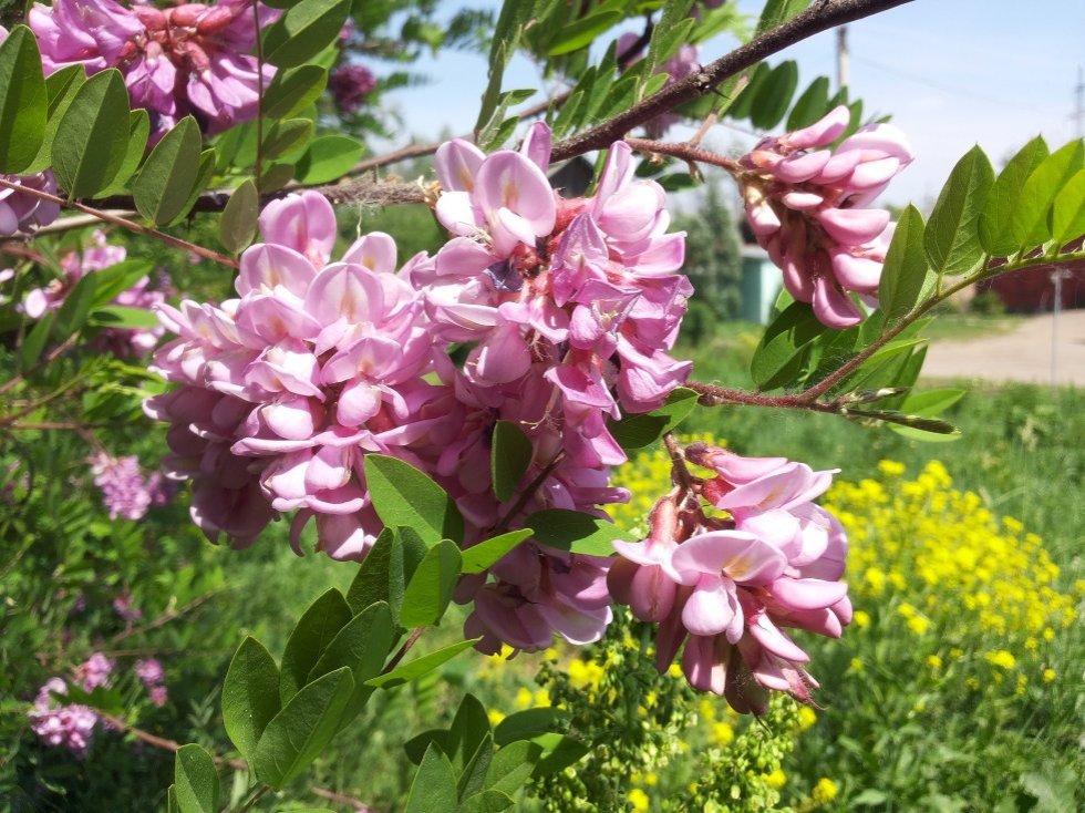 Collections ,Botanical Garden of Kazan Federal University, KFU Botanical Garden