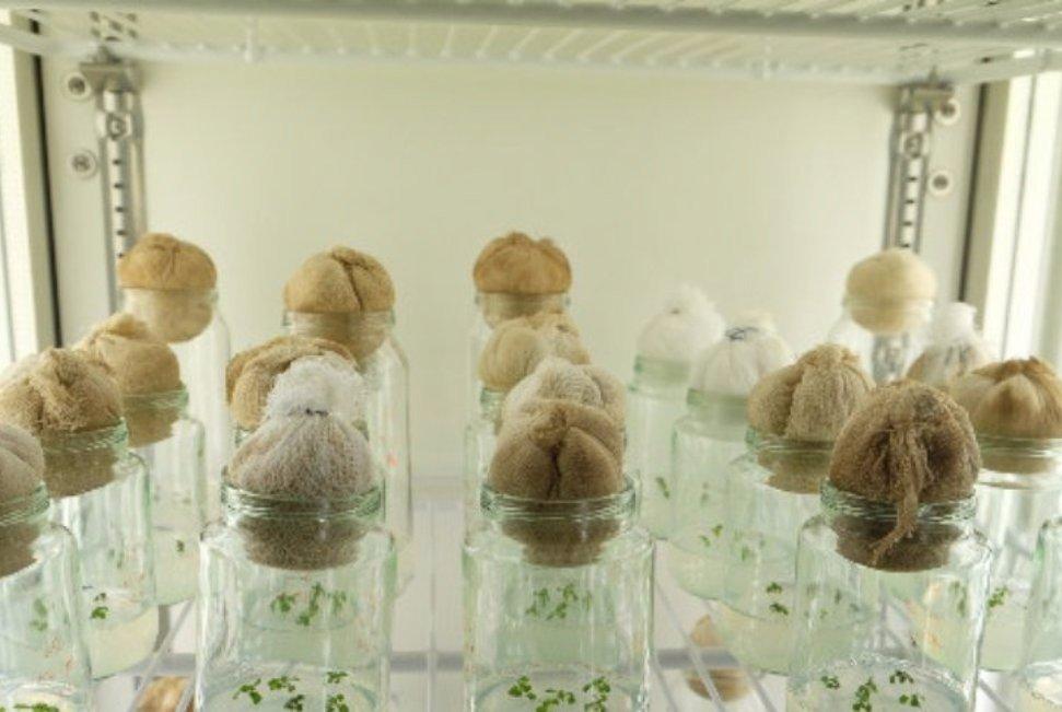 A New Way to Help Plants Utilize Hardly Digestible Organic Phosphorus A New Way to Help Plants Utilize Hardly Digestible Organic Phosphorus