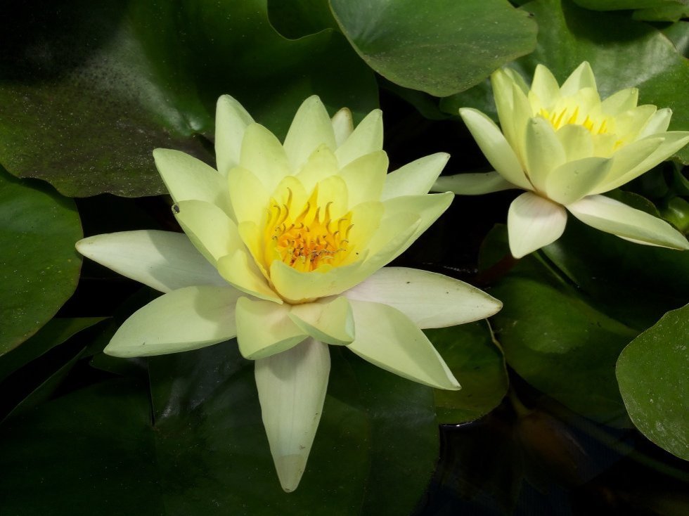 Collections ,Botanical Garden of Kazan Federal University, KFU Botanical Garden