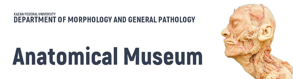   \ Academic Units \ Natural Sciences \ Institute of Fundamental Medicine and Biology \ Structure \ Departments \ Department of Morphology and General Pathology \ Museum