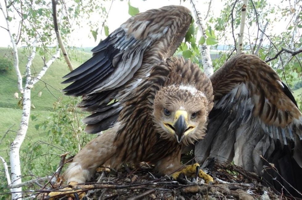 ������ ��� ������� ��������� �����