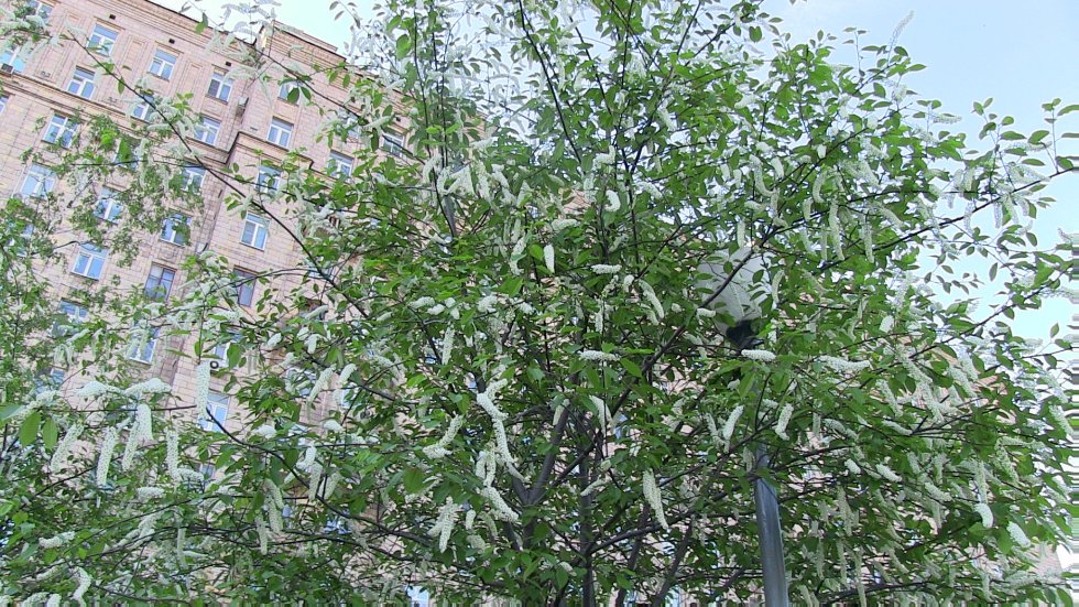 A student of Institute of Philology and Intercultural Communication has won the All-Russian Turkish Language Olympiad