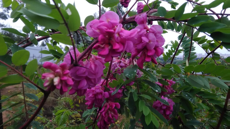 ���������� ��������