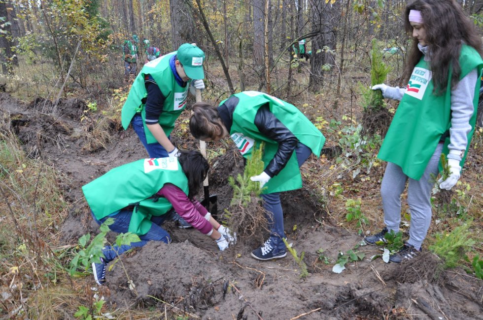 Активисты Студенческих трудовых отрядов КФУ посадили саженцы ели Активисты Студенческих трудовых отрядов КФУ посадили саженцы ели