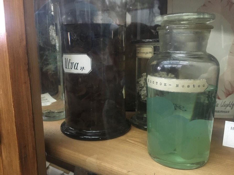 New botanical collection of the Zoological Museum opened doors New botanical collection of the Zoological Museum opened doors