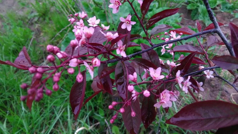 ���������� ��������