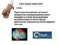 Проект 'Ранняя активность в развивающемся мозге' Проект 'Ранняя активность в развивающемся мозге'
