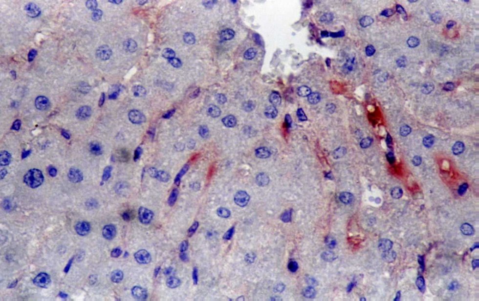 ����� �������������� �����������