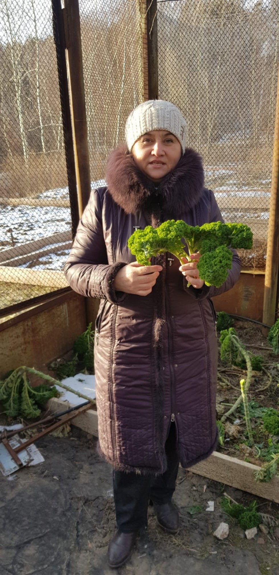 Капуста кейл выращенная на территории республики Татарстан является ценным продуктом питания в рационе человека Капуста кейл выращенная на территории республики Татарстан является ценным продуктом питания в рационе человека