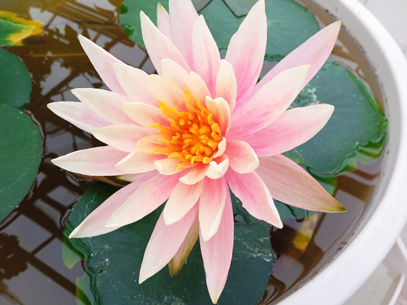 В теплице 'Университетской' школы Елабужского института КФУ вновь цветут нимфеи В теплице 'Университетской' школы Елабужского института КФУ вновь цветут нимфеи