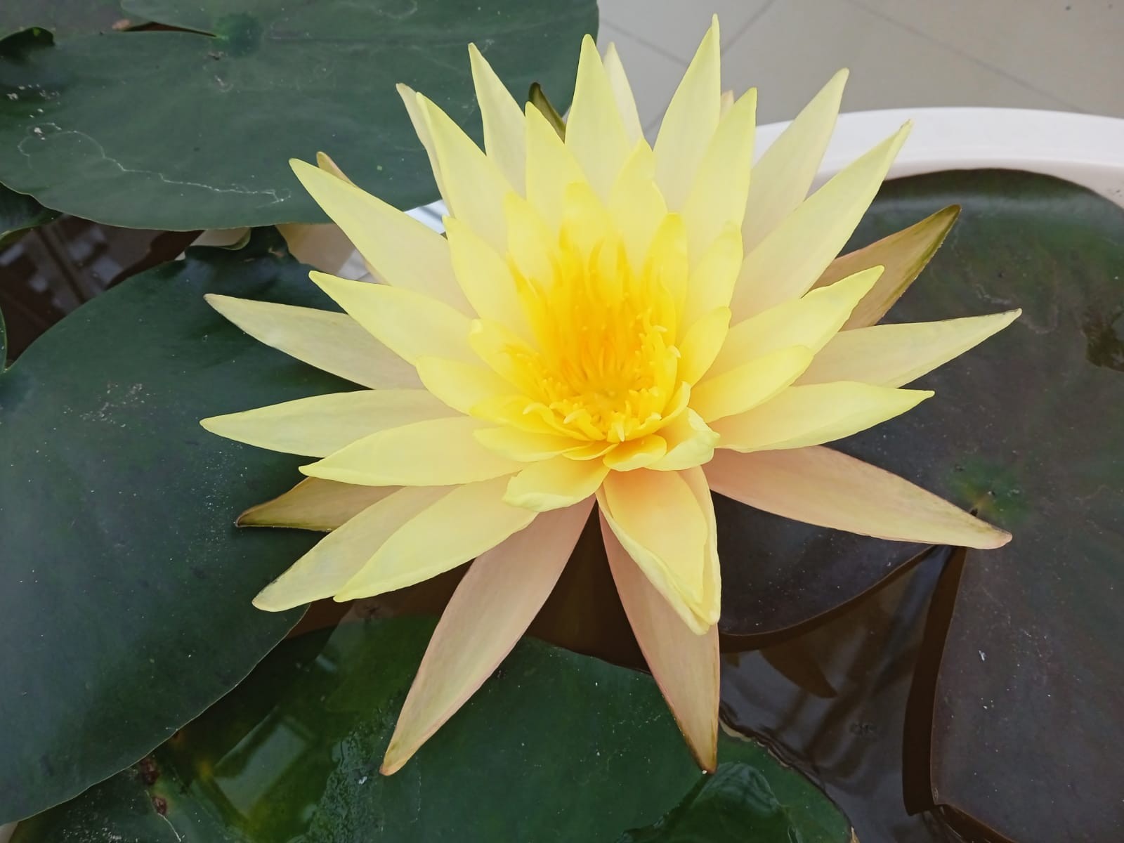 В теплице 'Университетской' школы Елабужского института КФУ вновь цветут нимфеи В теплице 'Университетской' школы Елабужского института КФУ вновь цветут нимфеи