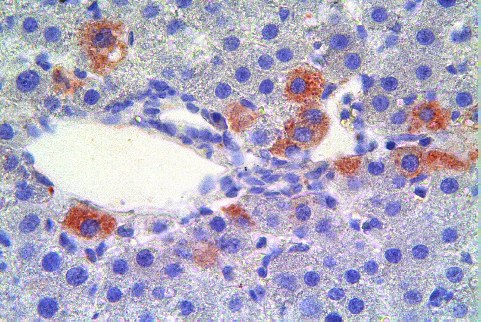 Центр Биомедицинской Микроскопии Центр Биомедицинской Микроскопии