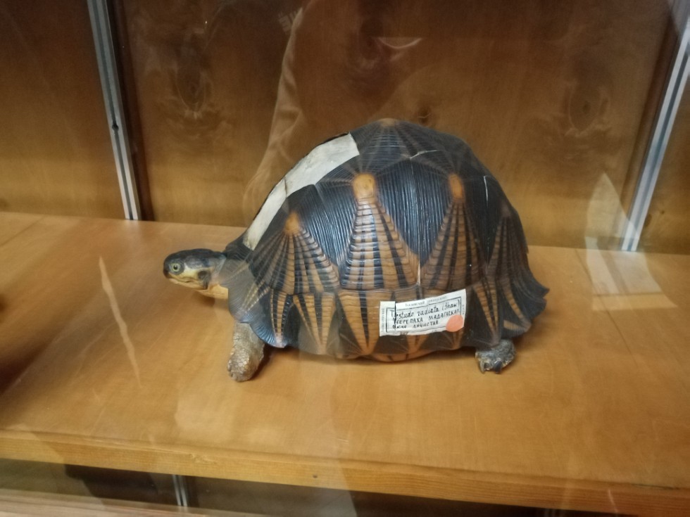 Поход в зоологический музей Поход в зоологический музей