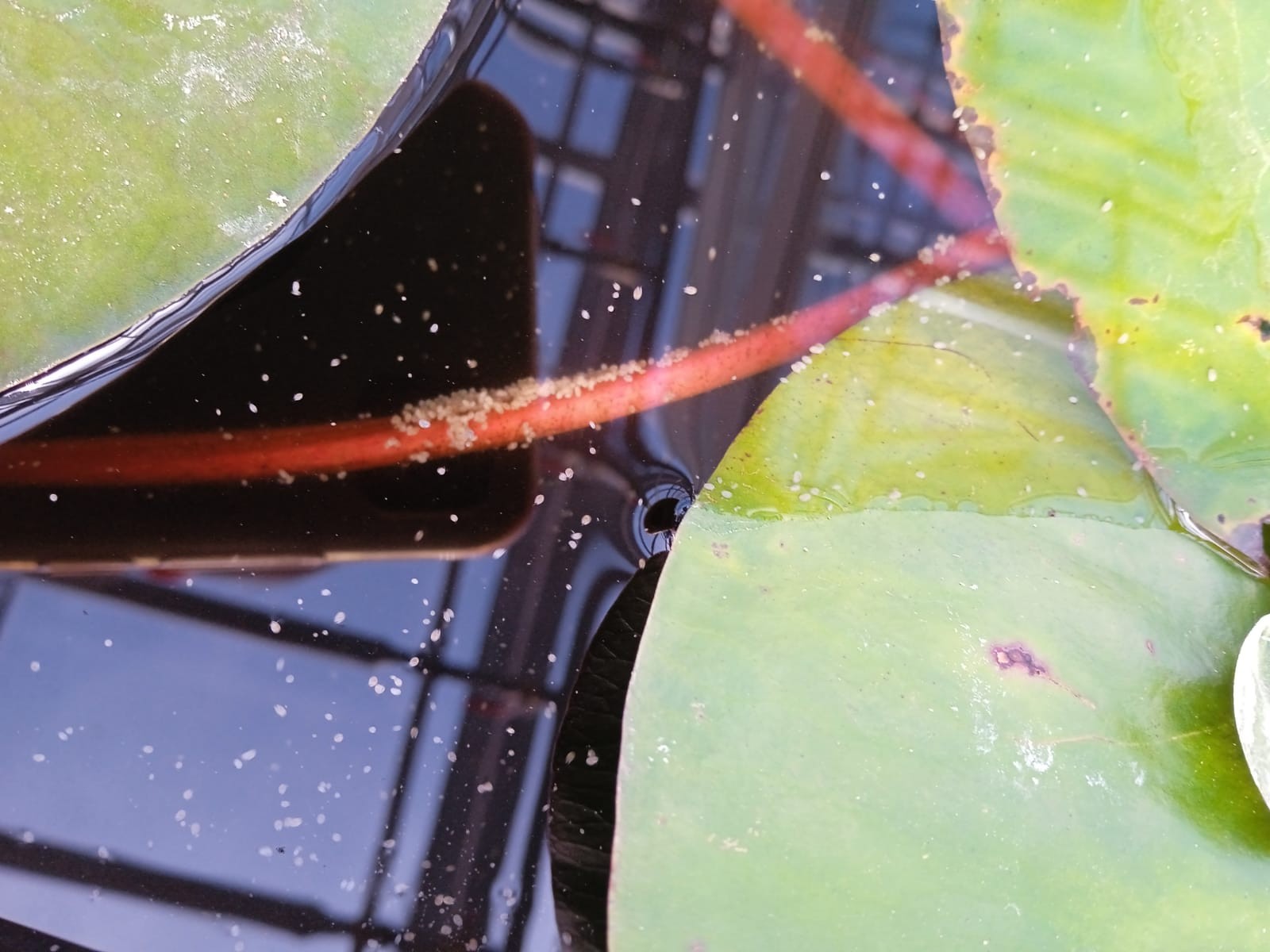 В теплице 'Университетской' школы Елабужского института КФУ вновь цветут нимфеи В теплице 'Университетской' школы Елабужского института КФУ вновь цветут нимфеи