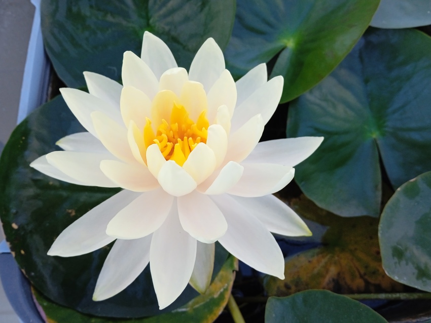 Проект по выращиванию нимфей в ОШ 'Университетская' Проект по выращиванию нимфей в ОШ 'Университетская'