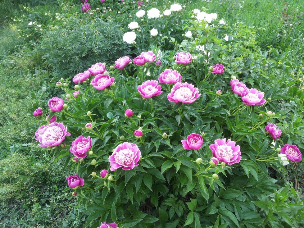 ������������ ���