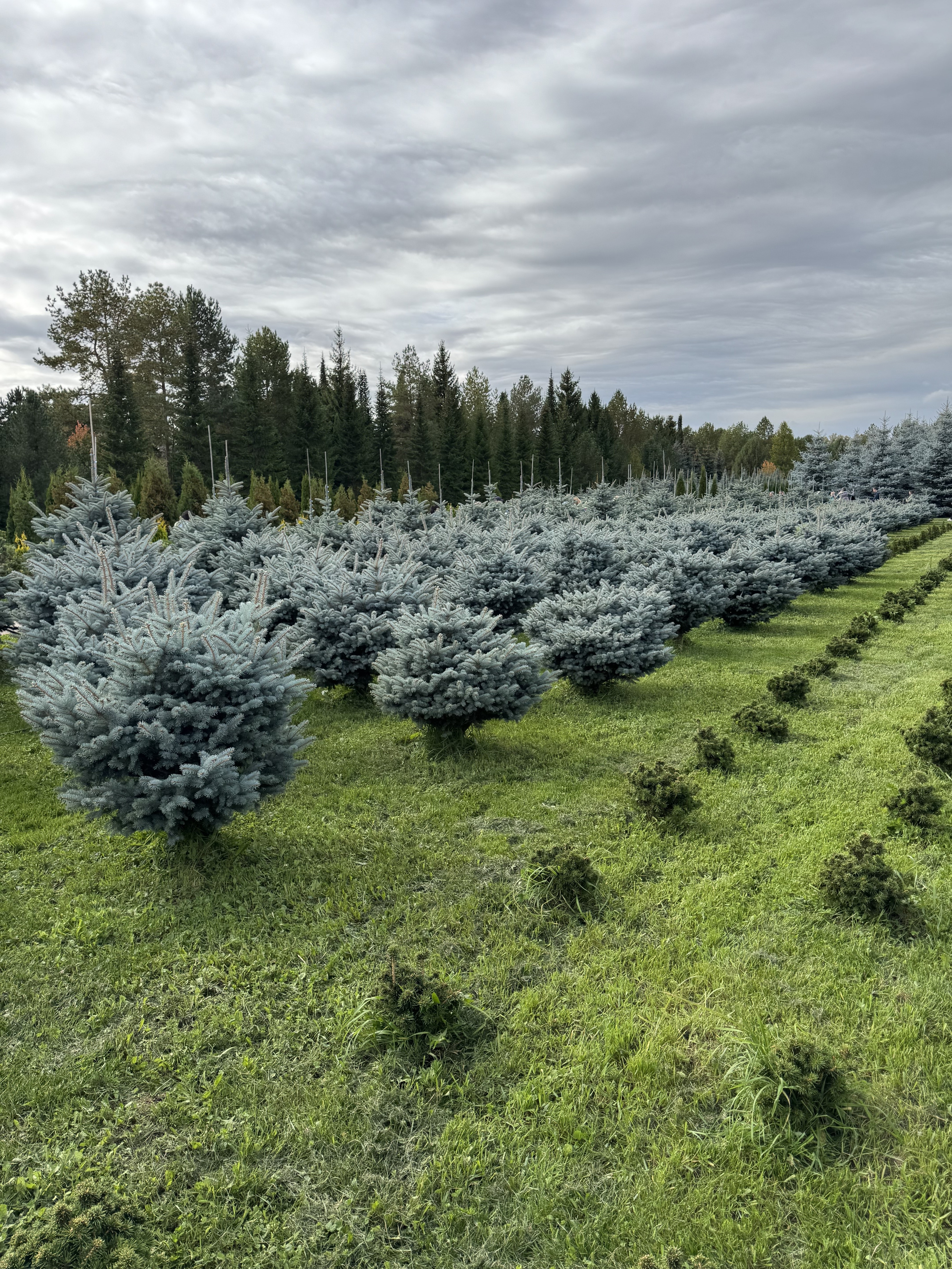 Представители Совета ветеранов КФУ посетили жемчужину Татарстана - Камское Устье Представители Совета ветеранов КФУ посетили жемчужину Татарстана - Камское Устье