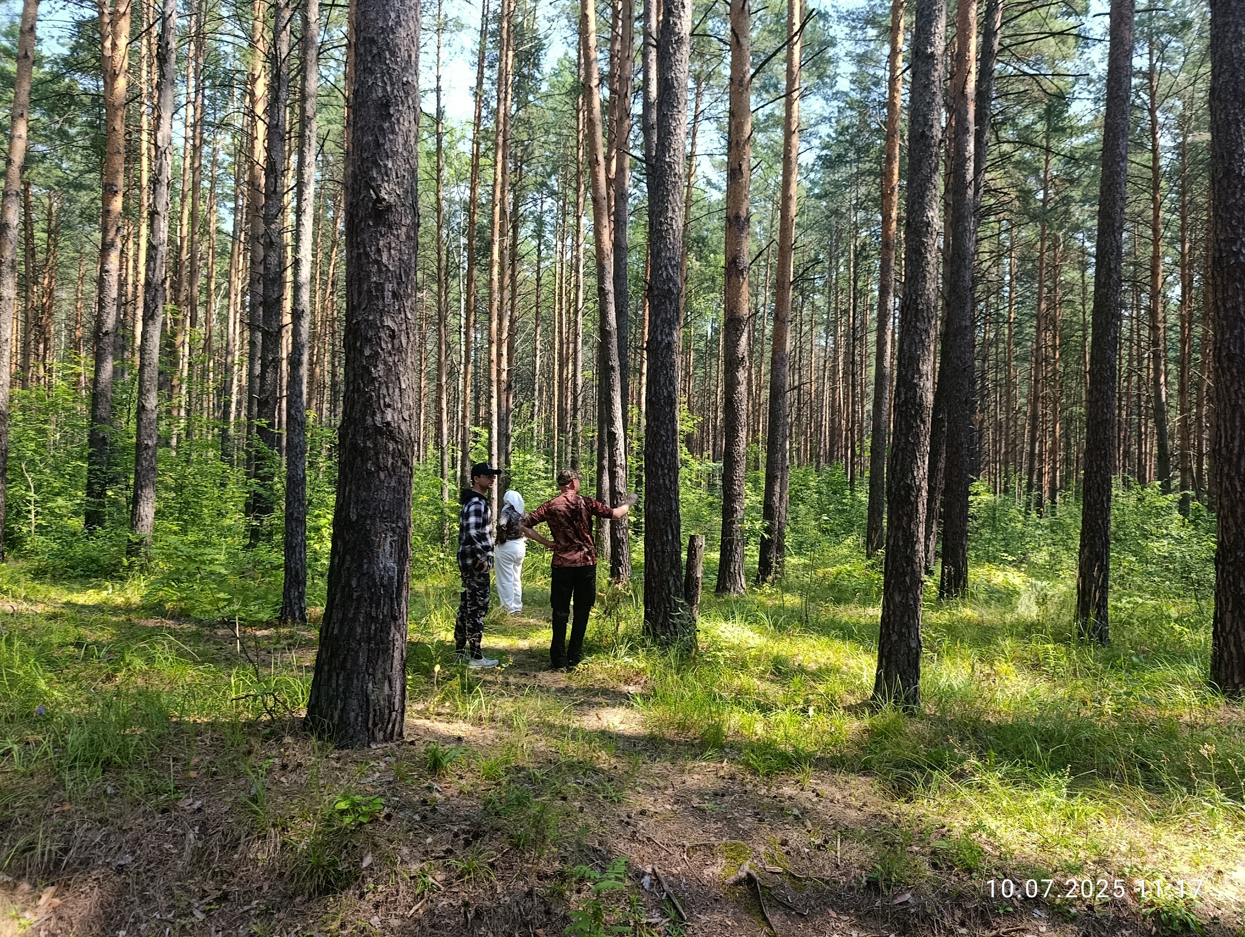 Исследования запасов углерода в сосняках Национального парка Исследования запасов углерода в сосняках Национального парка