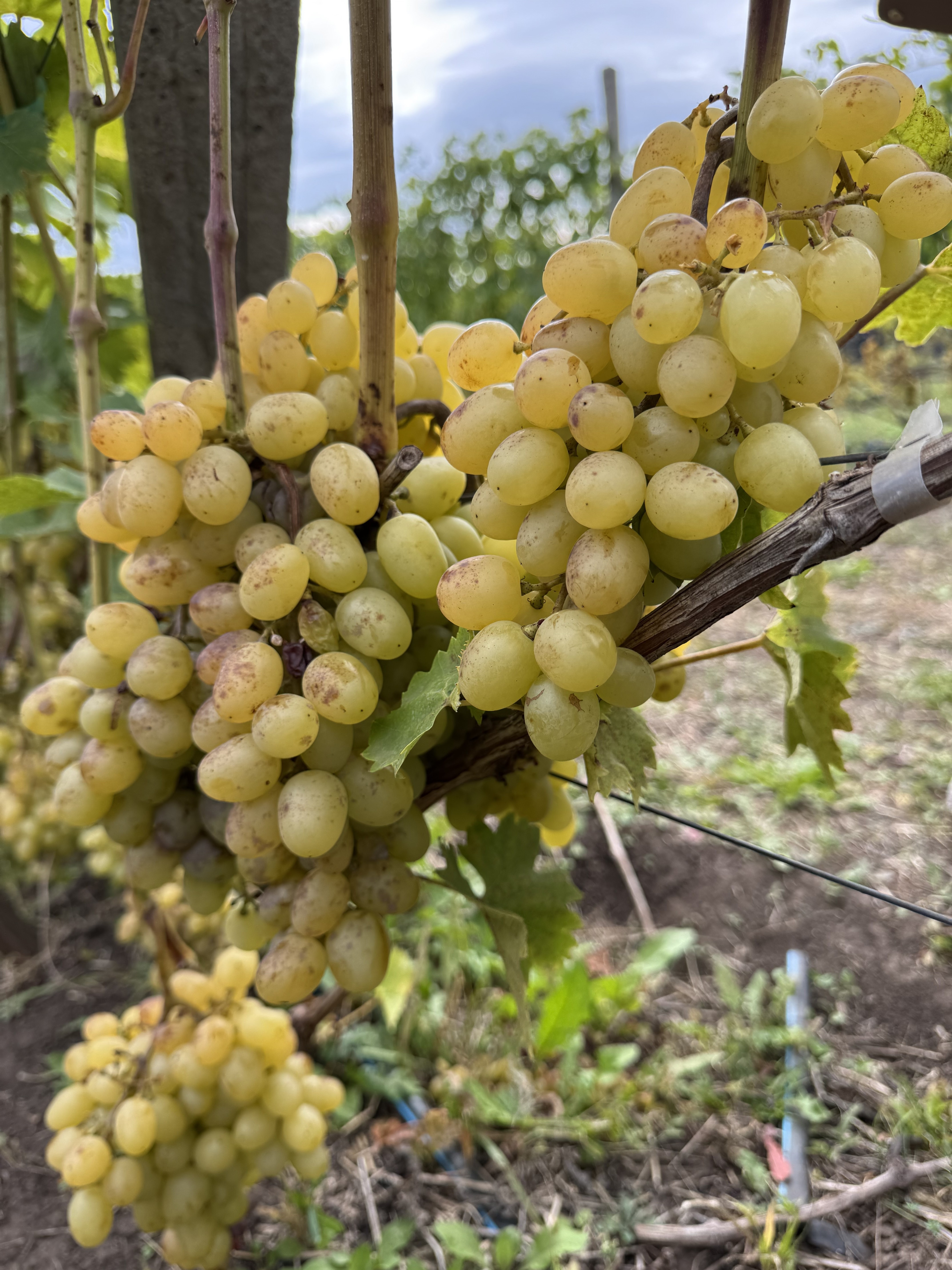 Представители Совета ветеранов КФУ посетили жемчужину Татарстана - Камское Устье Представители Совета ветеранов КФУ посетили жемчужину Татарстана - Камское Устье