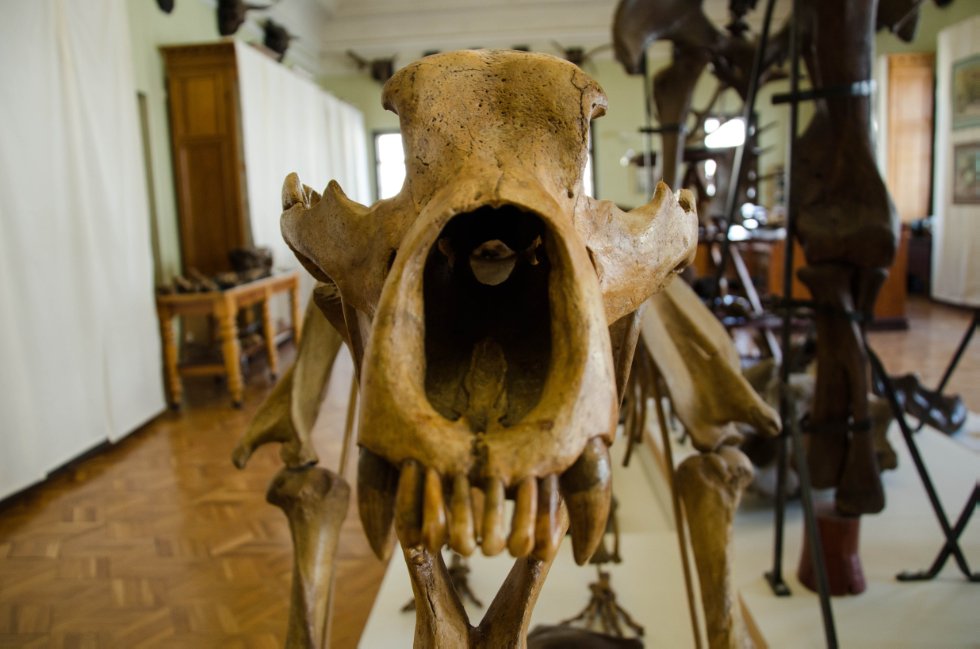 Collections History Collections History