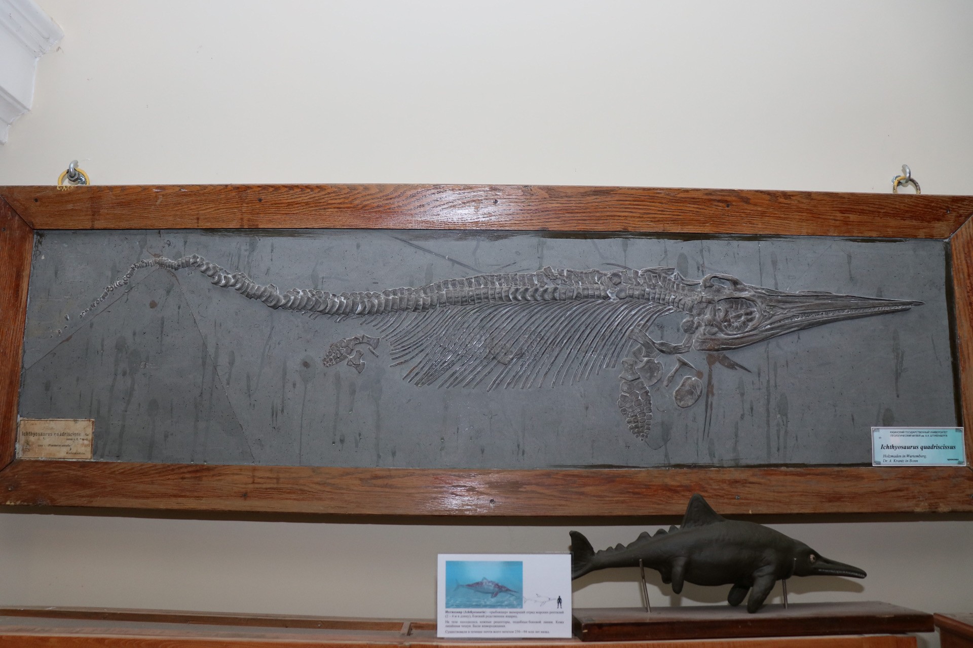 Fossils of ichthyosaur species gifted to Kazan University's Geological Museum Fossils of ichthyosaur species gifted to Kazan University's Geological Museum