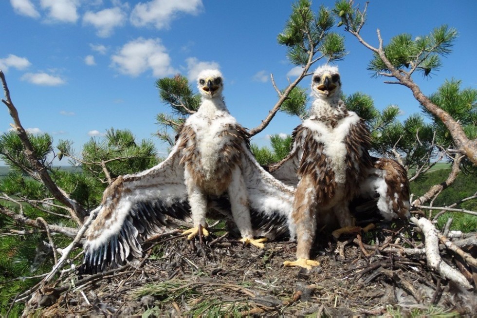 Scientist of Yelabuga Institute of KFU investigates birds from Tatarstan to Dagestan