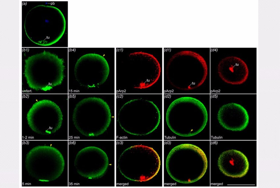 Из диссертации PhD Морова А.Р. Распределение признаков активности комплекса Arp2-3 в оплодотворенном и неоплодотворенном яйцах В Хирошимском университете (Япония) защищена диссертация PhD аспирантом кафедры зоологии и общей биологии Асением Моровым.