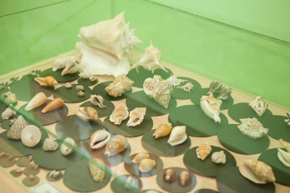 The museum complex of Elabuga institute of KFU was replenished with a zoological exposition The museum complex of Elabuga institute of KFU was replenished with a zoological exposition