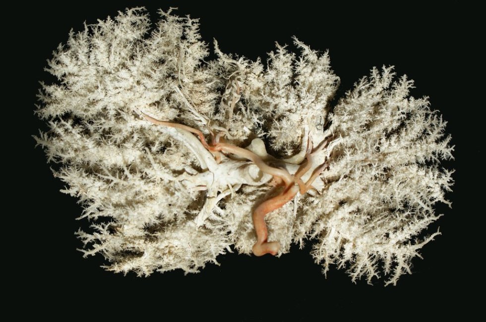 Научные исследования Научные исследования