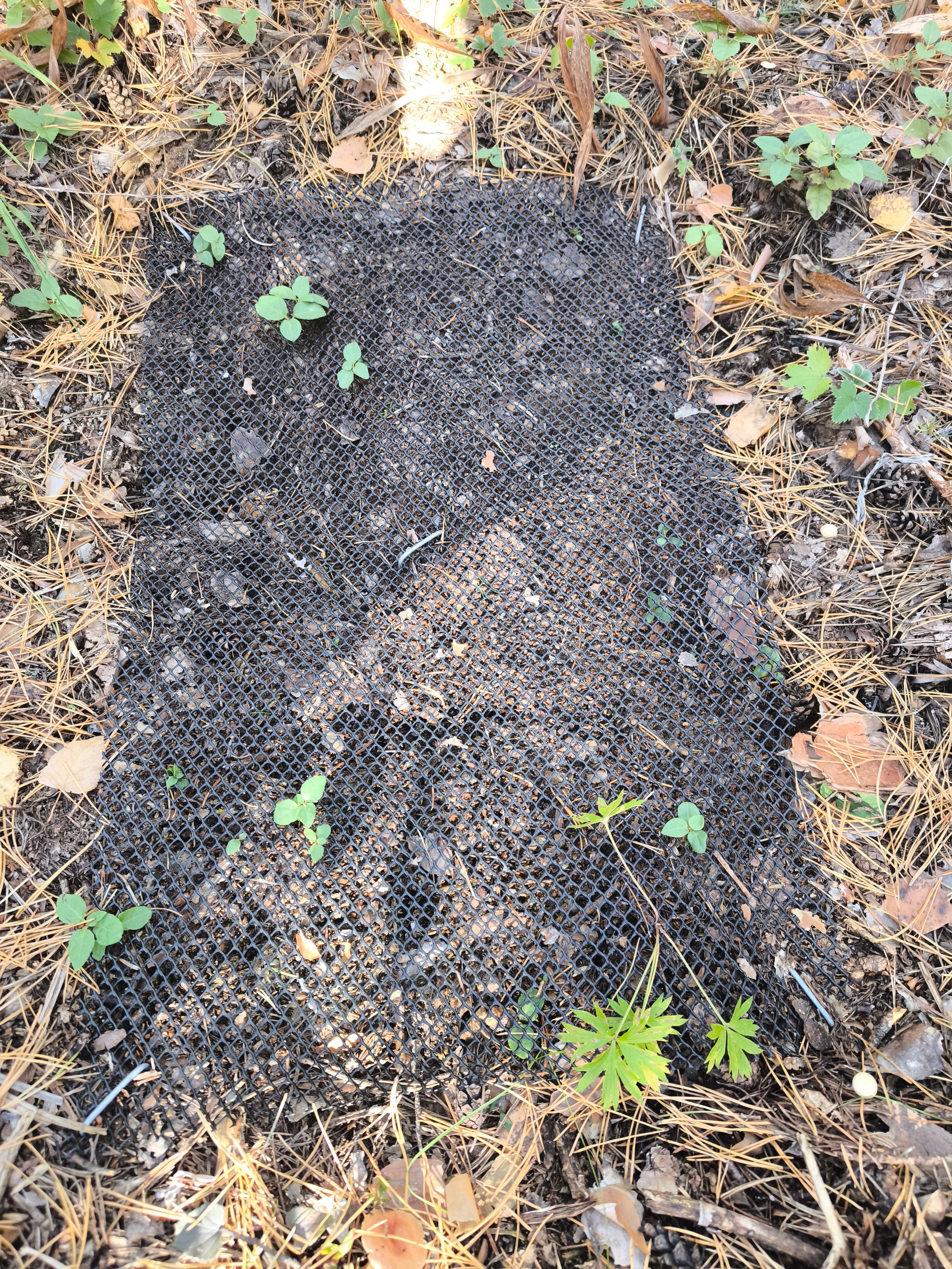 Оценка запасов углерода в мортмассе Оценка запасов углерода в мортмассе