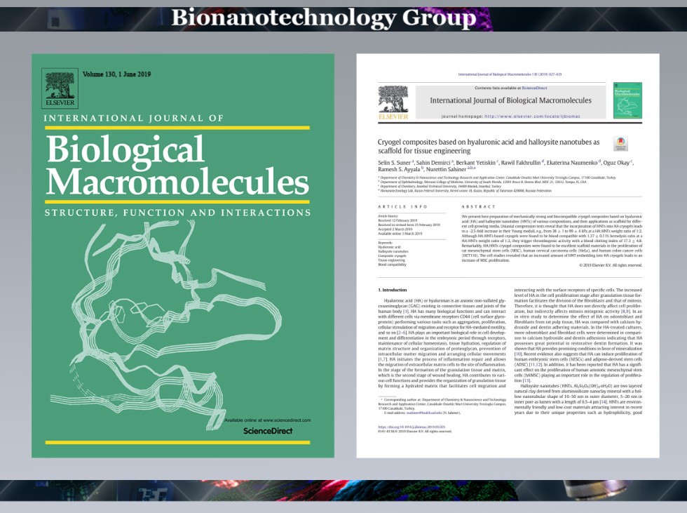 Лабораториябез хезмәткәрләре Төркия галимнәре белән берлектә һәлосайт нанокөпшәләре кушылган күп куышлы криогельләр ясалу методикасын булдырдылар ,Cryogel composites, International Journal of Biological Macromolecules, halloysite nanotubes