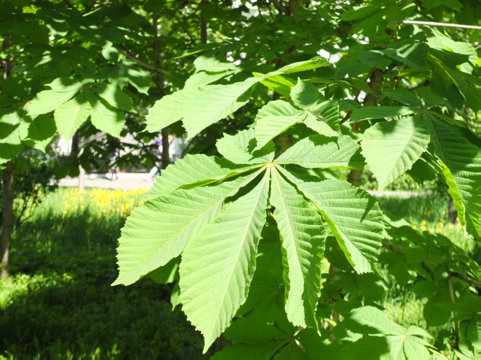 ������ ����. ���������� � �� �����������