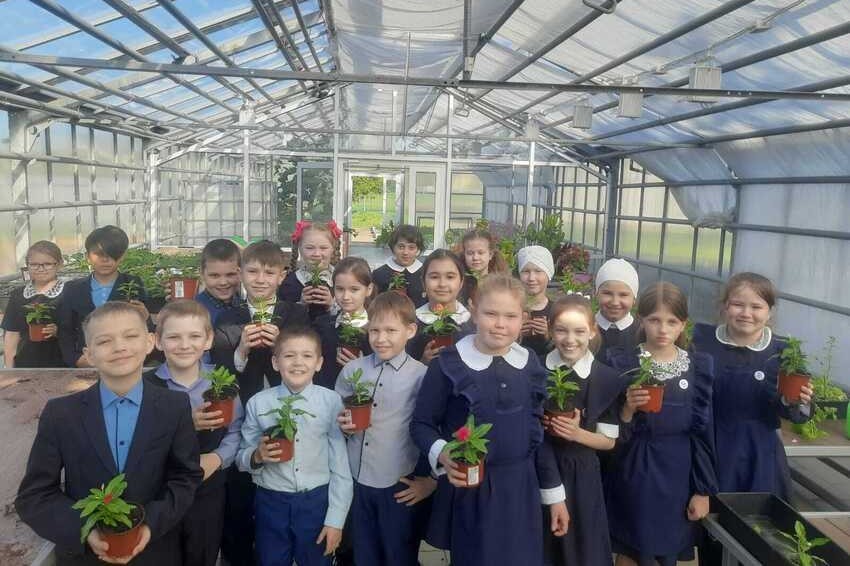 Ученики 'Университетской' школы вырастили в теплице катарантусы Ученики 'Университетской' школы вырастили в теплице катарантусы