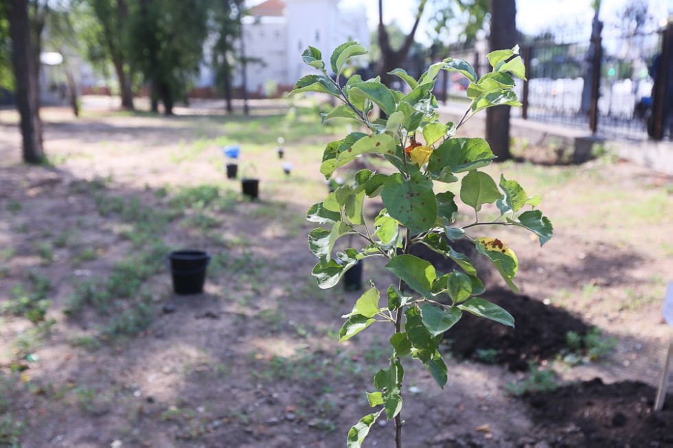 Apple orchard planted to celebrate first graduation of medical doctors in 88 years Apple orchard planted to celebrate first graduation of medical doctors in 88 years